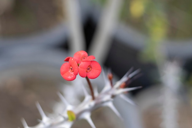 セレクティブ フォーカスとぼかしの背景を持つドワーフ ユーフォルビア ミリの花