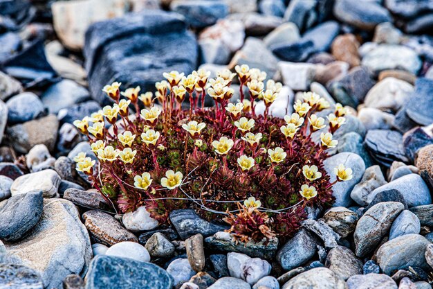 写真 アスペストッデン・スヴァルバードの鹿の毛を持つ矮い火の草