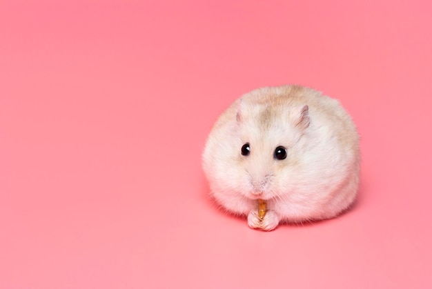 Dwarf fluffy hamster on a pink background copy space