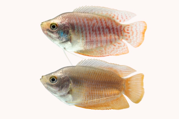 Dwarf gourami fish on white background