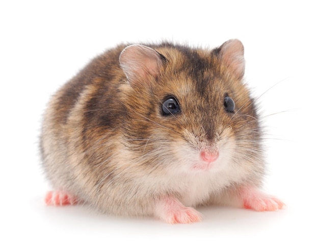 Dwarf gray hamster isolated on white background