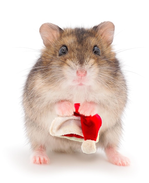 Dwarf gray hamster in a Santa hat