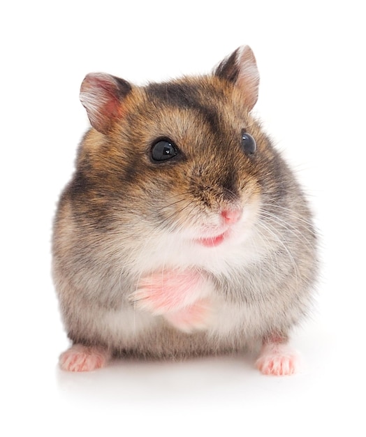 Dwarf gray hamster