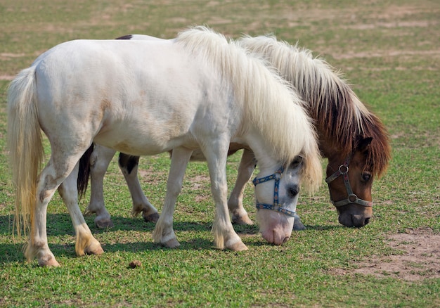 Dwarf horses are resting on grass.