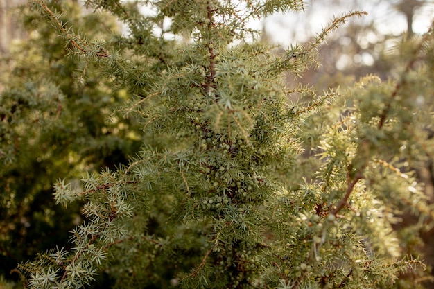 Карликовый японский садовый можжевельник - латинское название - Juniperus procumbens Nana.