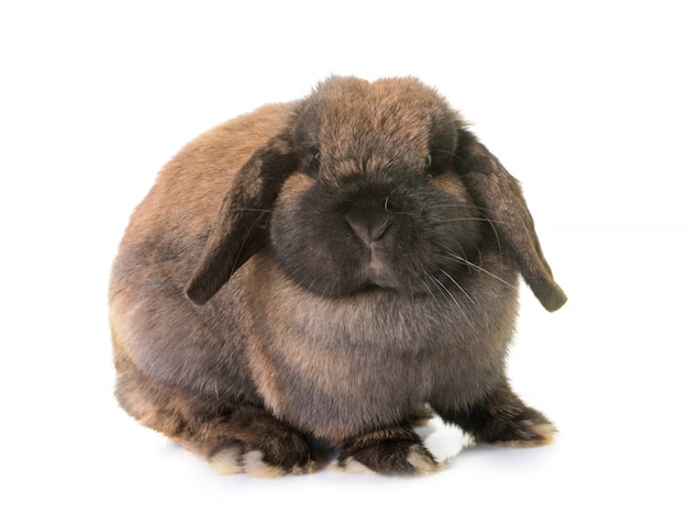 Dwarf lop-eared rabbit