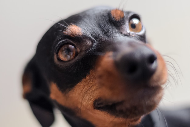 ドワーフピンシャーが目を見ます。犬の肖像