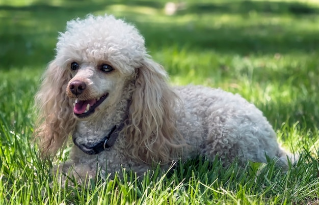 Dwarf poodle dog on the grass at the park