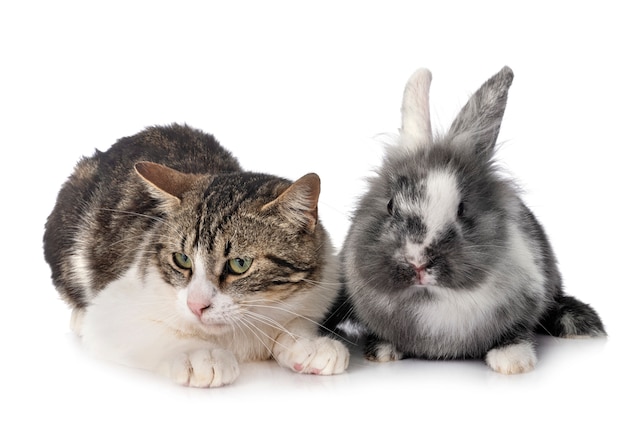 Dwarf rabbit and cat