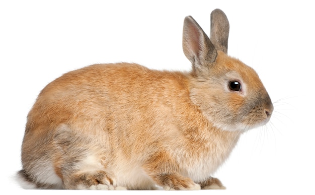 Dwarf rabbit in front of white background