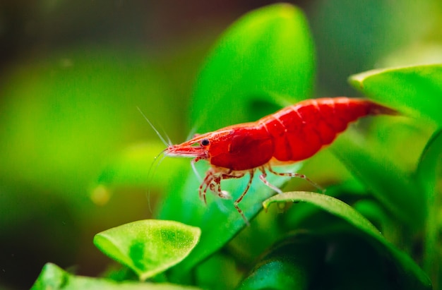 Dwarf shrimp on leaf in fresh water aquarium tank