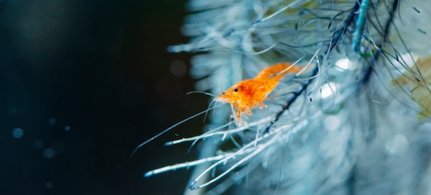 Dwarf shrimp on leaf in fresh water aquarium tank