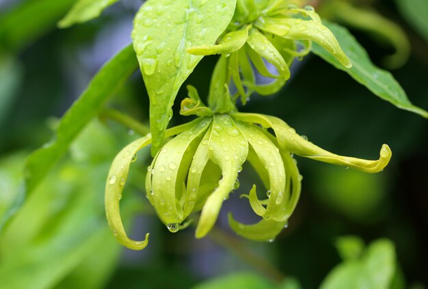 Dwarf ylang-ylang flower blooming in the garden.