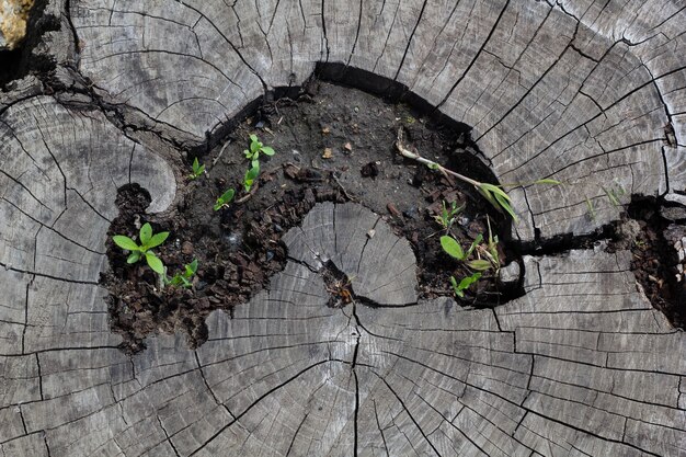 Dwars zagen van een oud droog hout