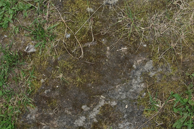 Dwarsdoorsnede van een boom