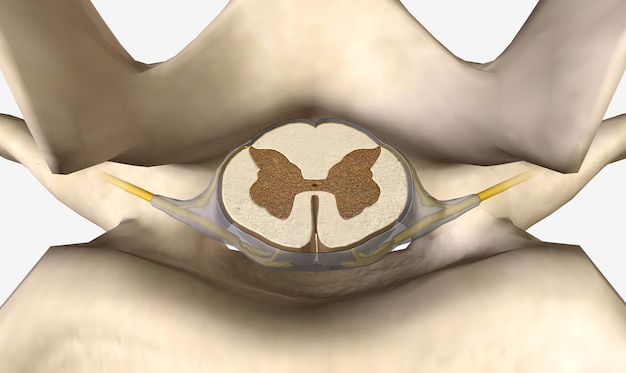 Dwarsdoorsnede van het ruggenmerg op L1-niveau