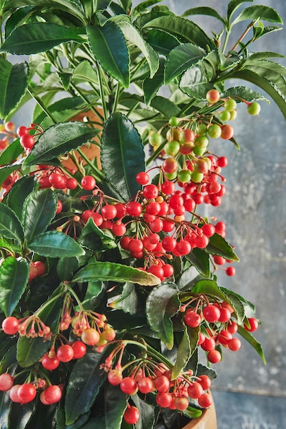 Dwerg Burford Holly groeit in bloempot op blauw beton