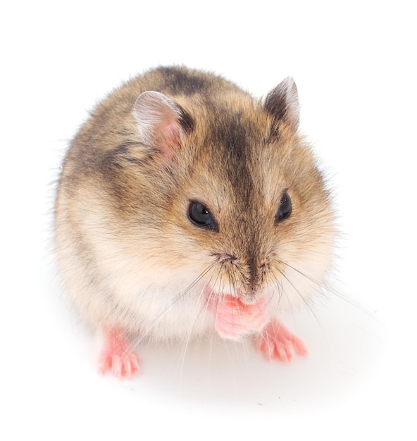 Dwerg grijze hamster geïsoleerd op een witte achtergrond