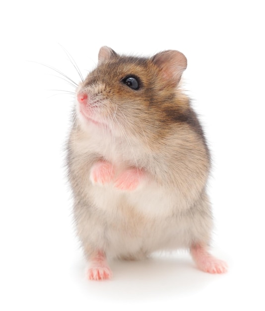 Dwerg grijze hamster