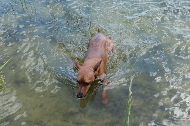 Dwerg mini-pinscher op een wandeling, hond op een wandeling in de natuur, portret van een dwerg pinscher close-up. De hond zwemt in het water.