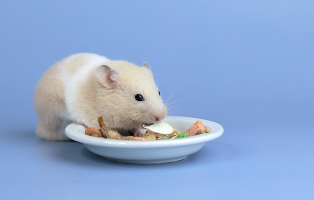 Dwerg pluizig hamster kattenvoer op een blauwe close-up als achtergrond