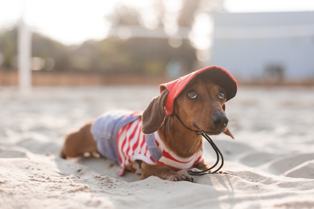 Dwerg teckel in een gestreepte hondenjumpsuit en een rode pet zonnebaadt op een zandstrand Hondenblogger