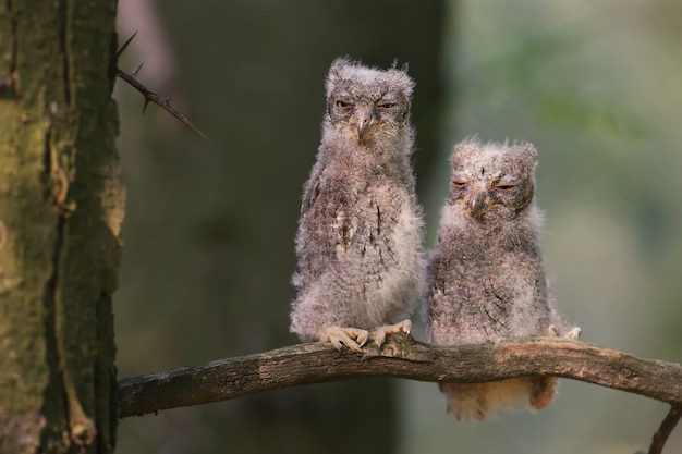 Dwergooruilkuikens worden individueel en samen gefotografeerd. Vogels zitten op een droge tak van een boom tegen een wazige achtergrond in de stralen van de zachte avondzon.