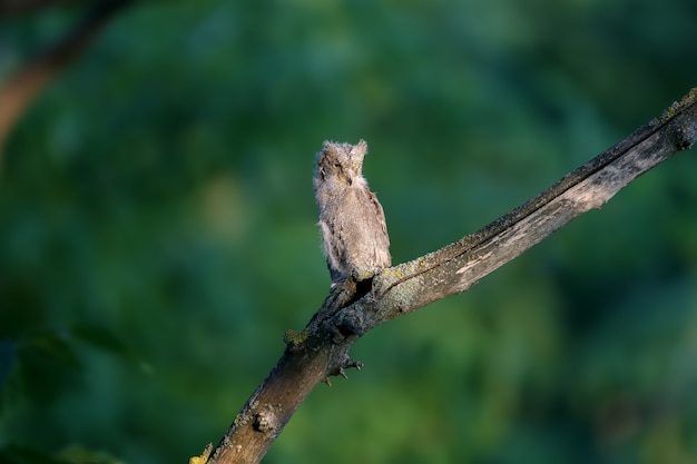 Dwergooruilkuikens worden individueel en samen gefotografeerd. Vogels zitten op een droge tak van een boom tegen een wazige achtergrond in de stralen van de zachte avondzon.