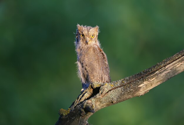 Dwergooruilkuikens worden individueel en samen gefotografeerd. Vogels zitten op een droge tak van een boom tegen een wazige achtergrond in de stralen van de zachte avondzon.