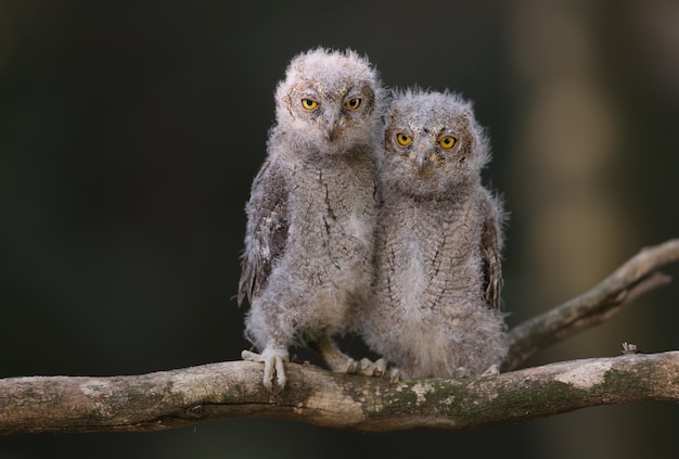 Dwergooruilkuikens worden individueel en samen gefotografeerd. Vogels zitten op een droge tak van een boom tegen een wazige achtergrond in de stralen van de zachte avondzon.