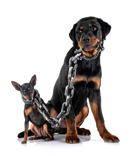 Dwergpinscher en rottweiler voor witte achtergrond