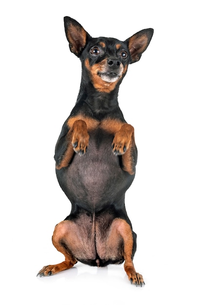 Dwergpinscher hond