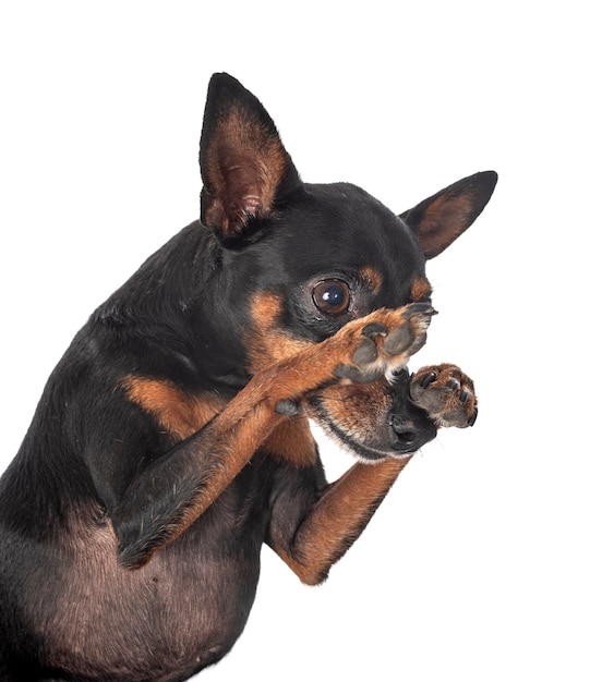 Dwergpinscher, voor witte achtergrond