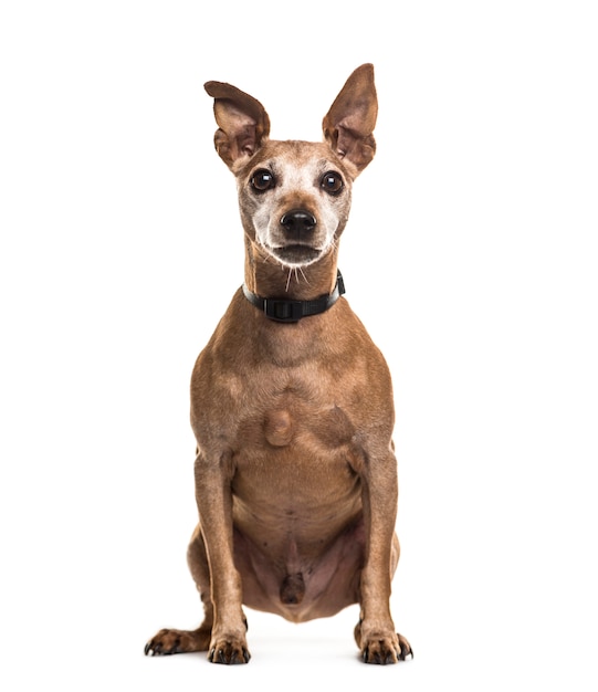 Dwergpinscher zittend