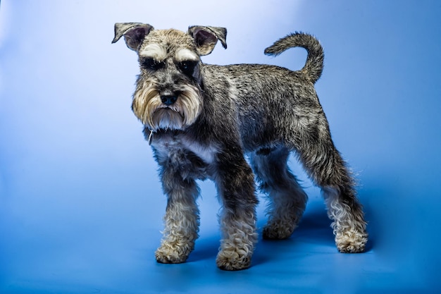 Foto dwergschnauzer 1 jaar oud staande voor studio achtergrond