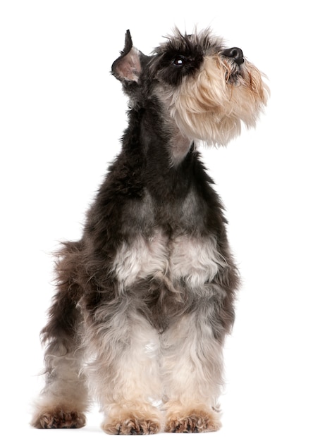 Foto dwergschnauzer, 6 jaar oud, opzoeken