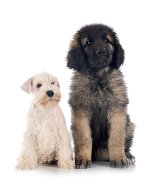 Dwergschnauzer en Leonberger