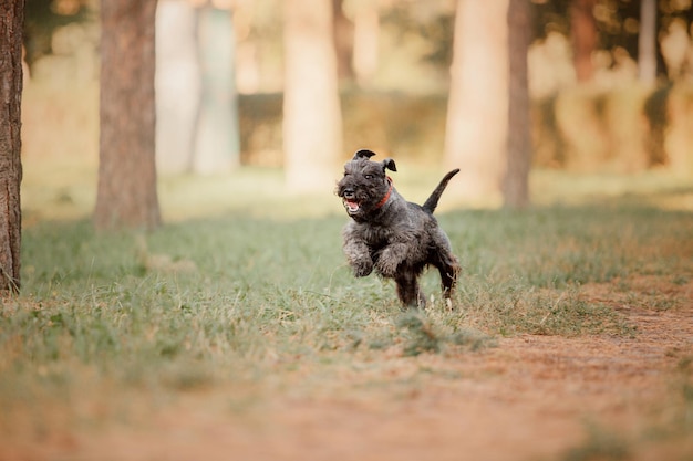 Dwergschnauzer-hond in het herfstpark