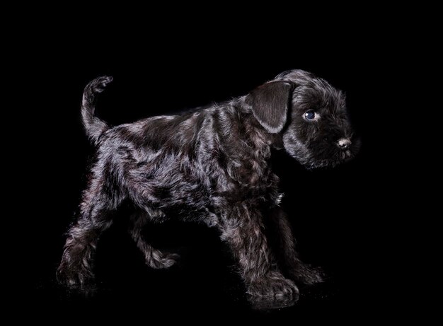 Dwergschnauzer in de studio