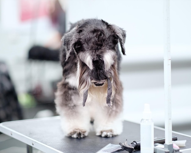 Dwergschnauzer op de trimtafel in de hondensalon