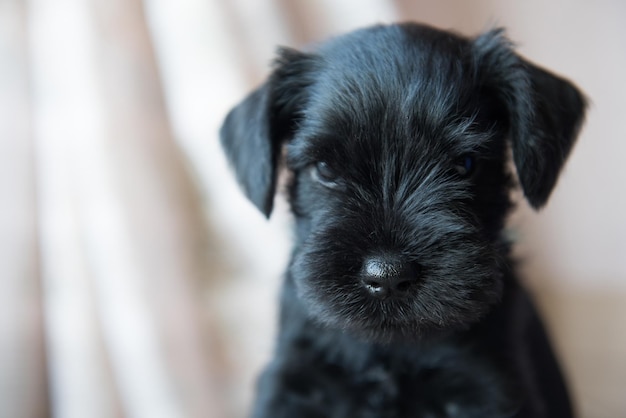 Dwergschnauzer puppy hondje portret