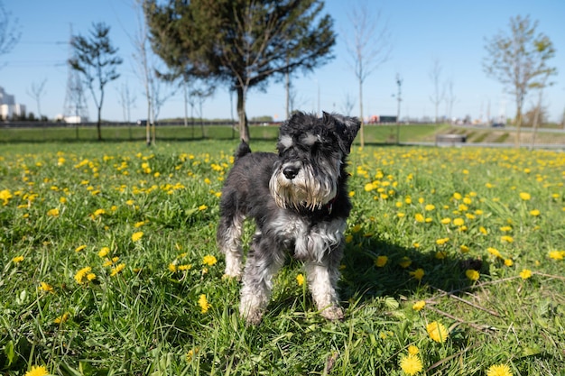 Dwergschnauzer staat in het gras met paardebloemen