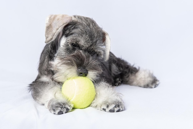 Dwergschnauzer witgrijze kleur speelt met een bal op een lichte achtergrond kopie ruimte kleine puppy opleiding hondentraining bebaarde dwergschnauzer puppy