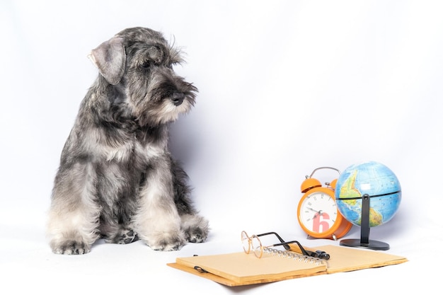 Dwergschnauzer witte en grijze kleur zittend naast een laptop en pen klok globe op een lichte achtergrond kopie ruimte hond student terug naar school hondentraining