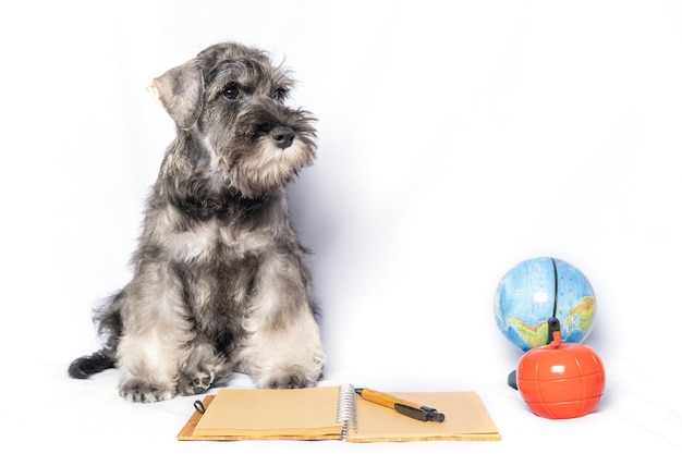 Dwergschnauzer witte en grijze kleur zittend naast een notitieblok en pen globe speelgoed appel op een witte achtergrond kopie ruimte Hond student Terug naar school Hondentraining