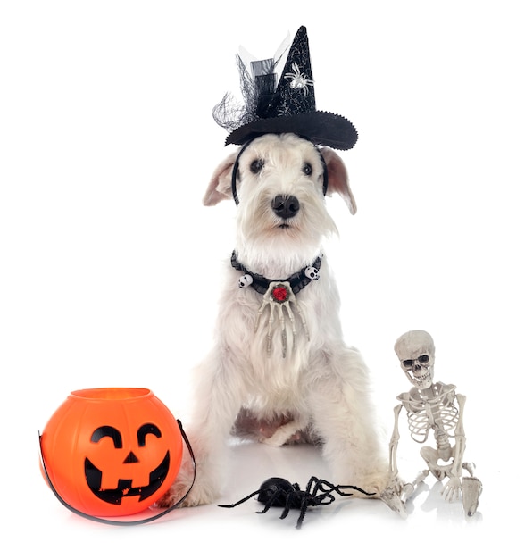 Dwergschnauzer