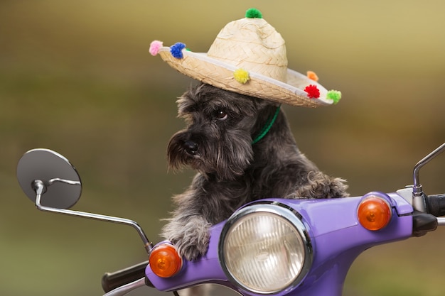 Foto dwergschnauzerhond, in mexicaanse hoed, op een scooter rijden, alsof bedieningselementen, grappige blik, rustconcept, close-up