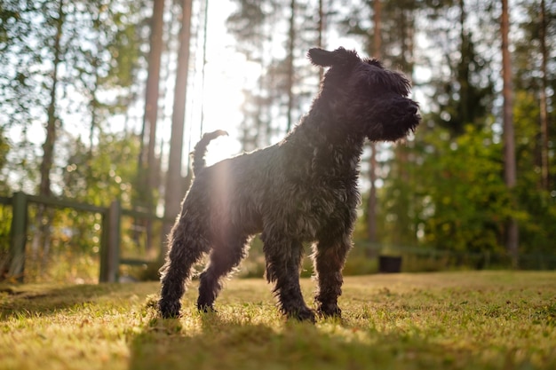 Dwergzwarte schnauzer die op zonnige dag buiten loopt