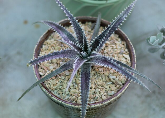 Photo dyckia plant in a ceramic pot