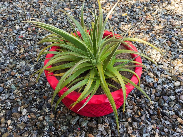 Dyckia plant potted in a red beautiful pot